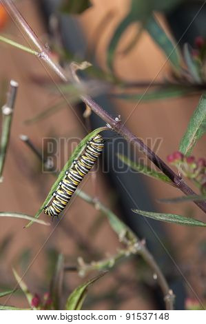 Monarch caterpillar eating milkweed leaves