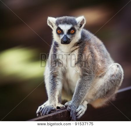 Lemur Catta