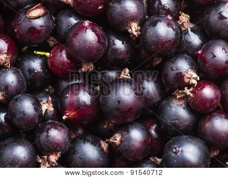 Black currant