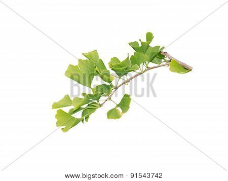 Gingko Biloba branch
