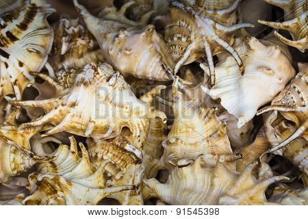 Seashells Souvenirs For Sale