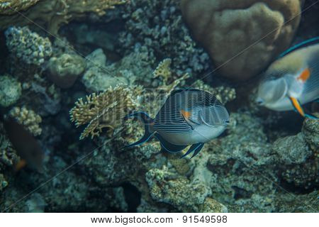 Sohal Surgeonfish