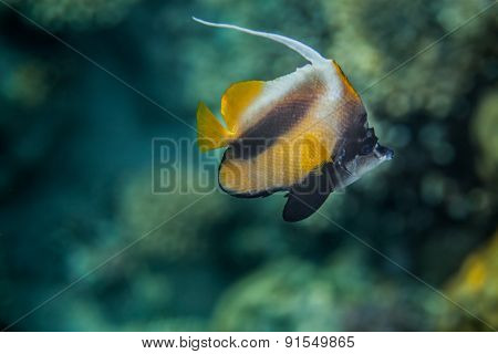 Red Sea Bannerfish - Heniochus intermedius