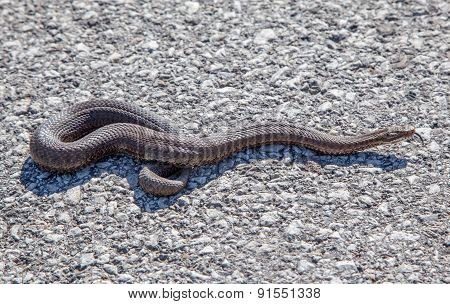 Snake