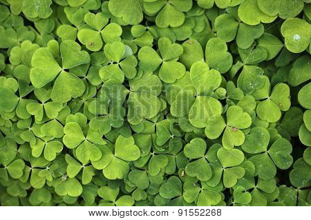 Wood Sorrel