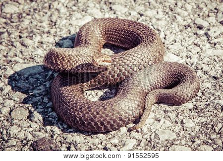 Snake