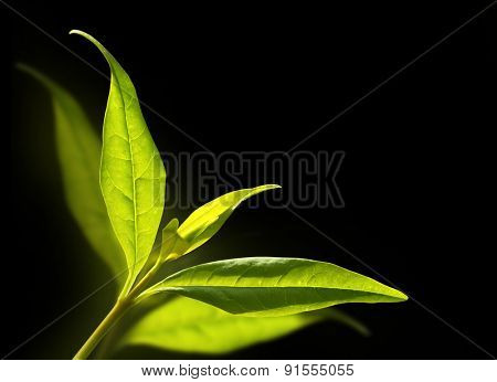 Tea tree (Thea sinensis). The leaves have been used in alternative medicine and other medical systems to treat asthma, angina pectoris, peripheral vascular disease, and coronary artery disease.