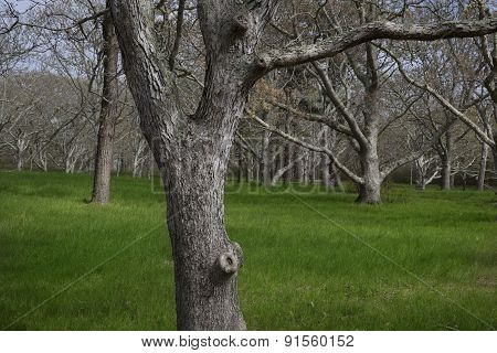Forest on Chappaquiddick MA