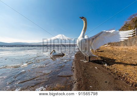 Mountain Fuji fujisan from Yamanaka lake and goose in winter