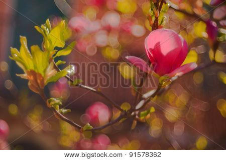 Magnolia