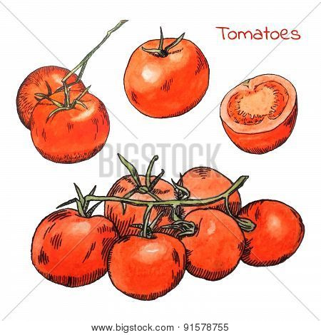 Watercolor colored pencils tomatoes sketches set with ink outline