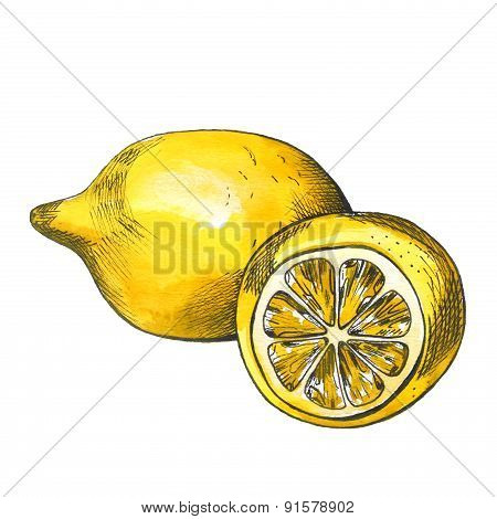 Hand drawn watercolor lemon sketch with ink contour