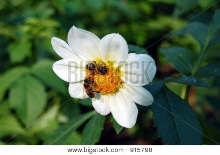 Flower_And_Bees