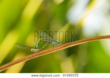 two dragonflies on a branch on a green background