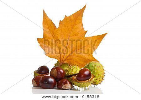 Zusammensetzung der Herbst Maronen und Blätter auf hintergrund isoliert