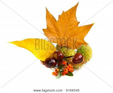 Zusammensetzung der Herbst Maronen und Blätter auf isolierte Hintergrund