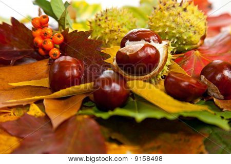 Zusammensetzung der Herbst Maronen und Blätter auf hintergrund isoliert