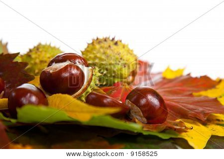 Zusammensetzung der Herbst Maronen und Blätter auf hintergrund isoliert