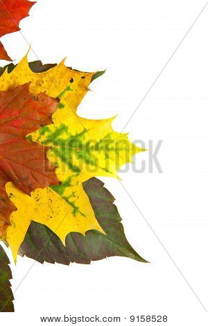 Zusammensetzung der Herbst Maronen und Blätter auf isolierte Hintergrund