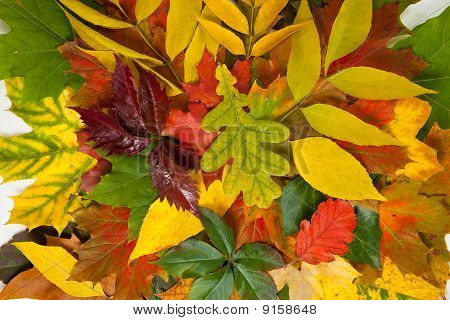 Zusammensetzung der Herbst Maronen und Blätter auf hintergrund isoliert