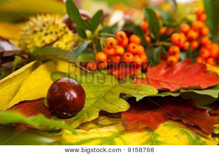 Zusammensetzung der Herbst Maronen und Blätter auf hintergrund isoliert