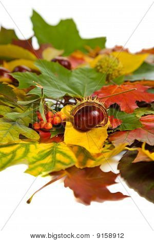 Zusammensetzung der Herbst Maronen und Blätter auf hintergrund isoliert