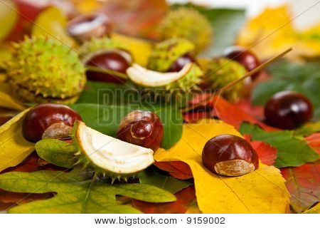 Zusammensetzung der Herbst Maronen und Blätter auf hintergrund isoliert