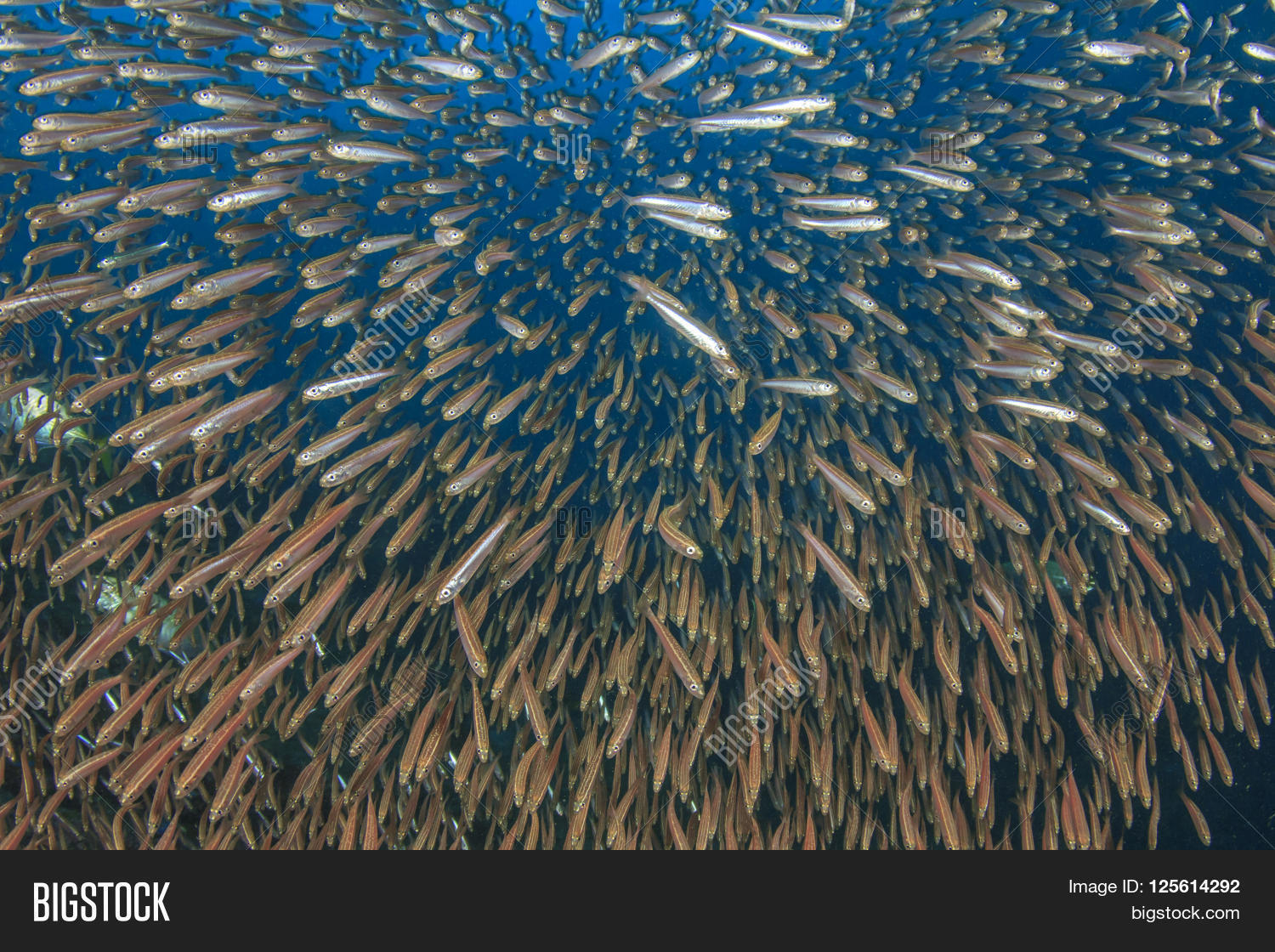 Sardines Fish Image & Photo (Free Trial) | Bigstock