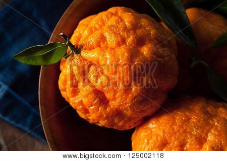Raw Organic Gold Nugget Mandarin Oranges Ready to Eat