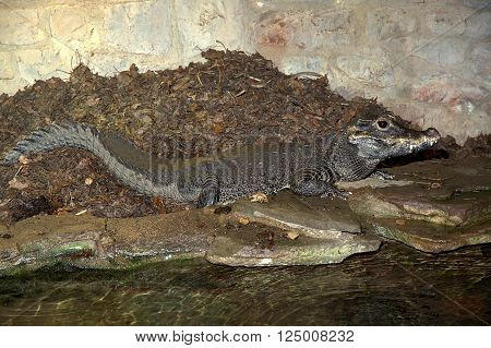 West African dwarf crocodile guarding her nest.