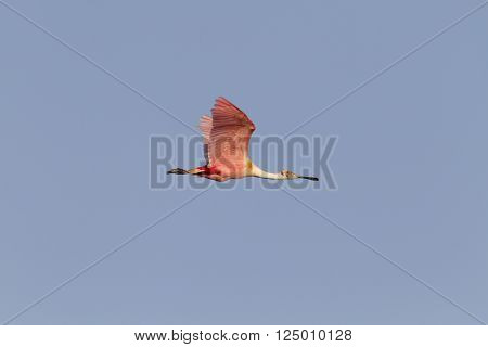 Roseate Spoonbill flying late in day wings high