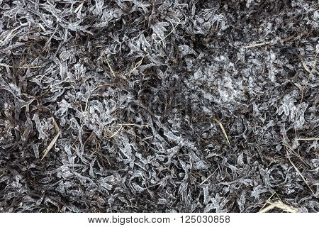 Frost covered Bladderwrack Seaweed background texture