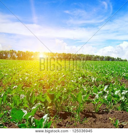 A green beet field and blue sky