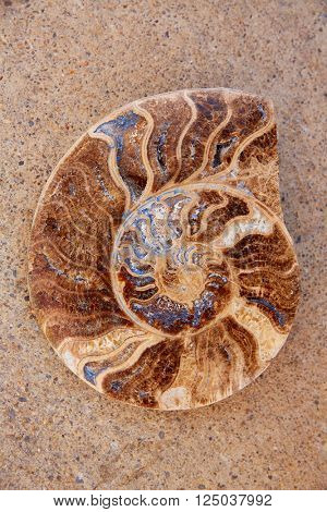Ammonites fossil snail cut found in Teruel Sierra Albarracin of Spain