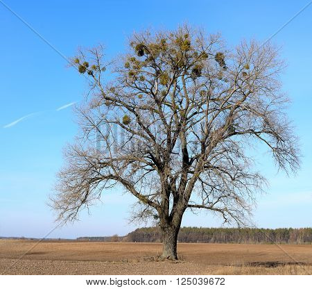 Bare tree without leaves on a sown field
