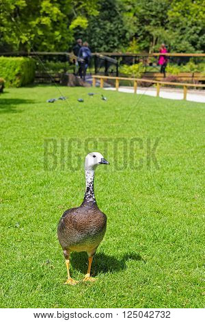 Goose in the park of Leeds Castle in Kent in England.