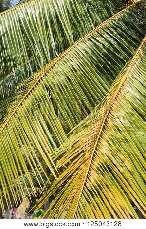 Closeup to the bright green leaves of a palm tree during a sunny day. There is space for text.