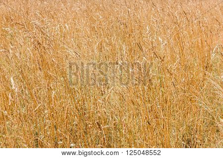 Natural bright agriculture background - yellow cereal grass under bright sunlight growing in a farm field closeup