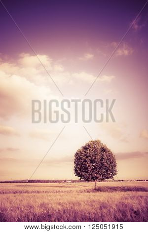 Isolated tree in a tuscany wheatfield - (Tuscany - Italy) toned image