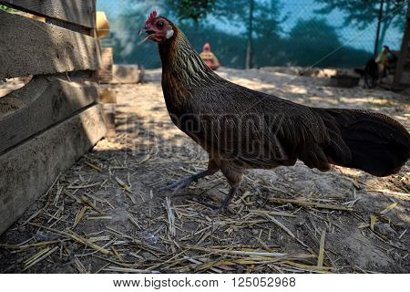 Phoenix chicken walking on the barnyard. Young hen standing alone on traditional rural farm yard
** Note: Visible grain at 100%, best at smaller sizes