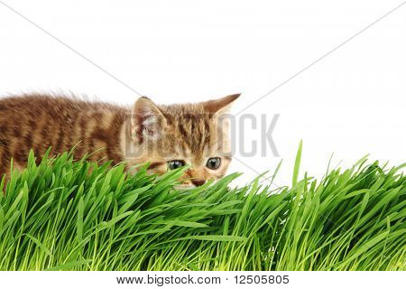 gato atrás de grama