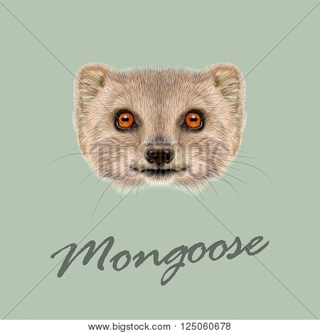 Cute face of grey Mongoose with orange eyes on green background.