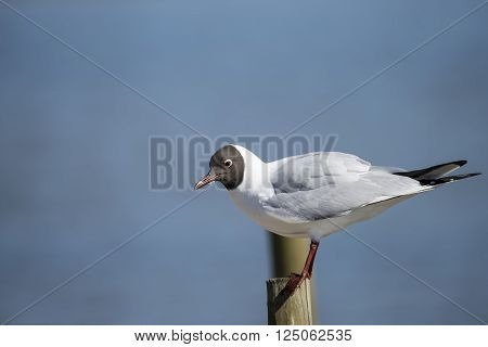 Beautiful Mediterranean Gull Icthyaetus Melanocephalus on wooden post