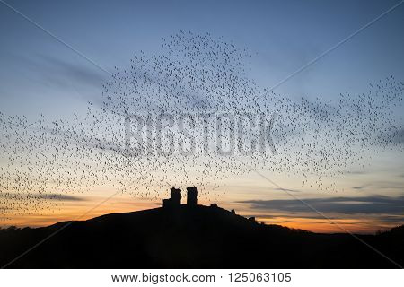 Murmuration of starlings over fairytale castle ruins in landscape