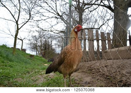 Phoenix chicken walking on the barnyard. Young hen standing alone on traditional rural farm yard