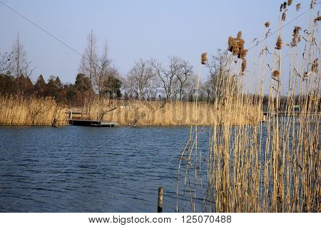 A wooden dock on a small lake near wetland grass within Chenshan Botanical Garden Shanghai China during the early spring.
