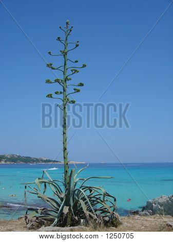 Yuca rostlina