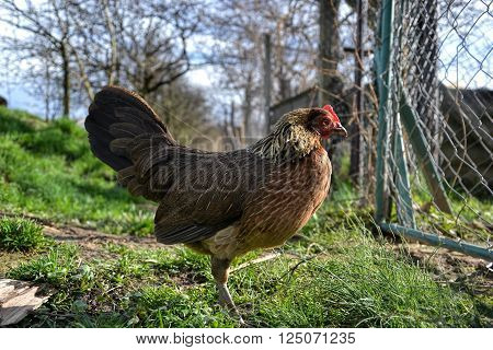 Phoenix Chicken Walking On The Barnyard. Young Hen Standing Alone On Traditional Rural Farm Yard