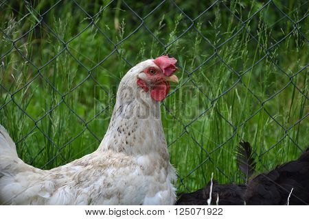 Hen walking on the barnyard. Young chicken standing alone on barn yard with the chicken coop
** Note: Soft Focus at 100%, best at smaller sizes