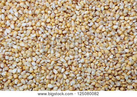 Placer of yellow corn isolated on white background